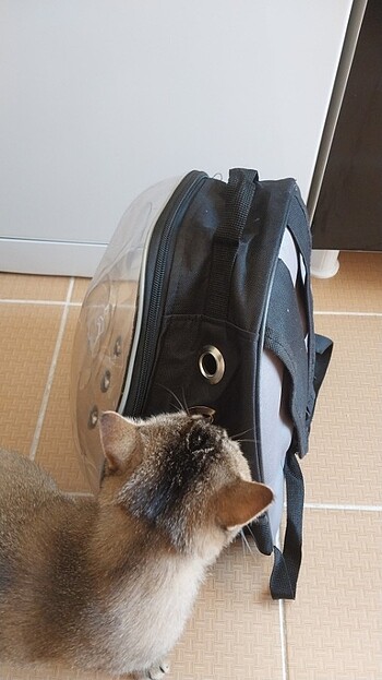  Beden Kedi taşıma çantası