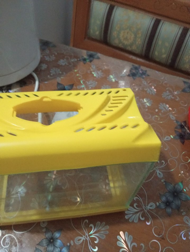 akvaryum - Görsel 3