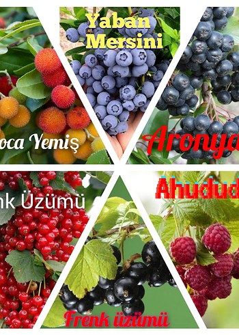 Beden Renk Meyve ve Çiçek Fidanları