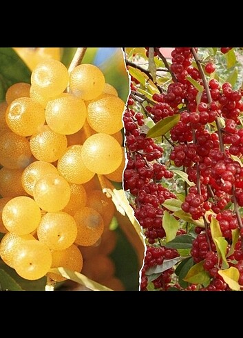 Bir kırmızı 1 sarı güz iğdesi güz yemişi japon iğdesi sonbahar i