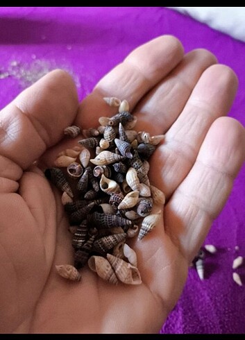50 adet minik deniz canlıları 