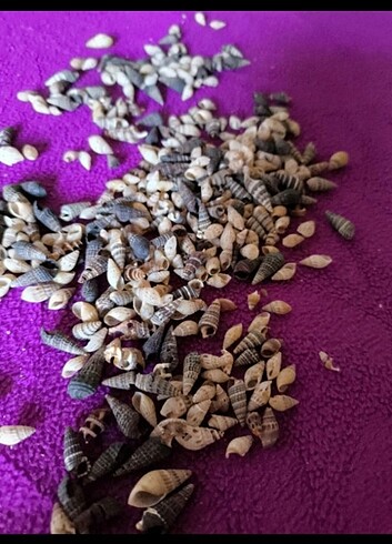 Diğer 50 adet minik deniz canlıları 