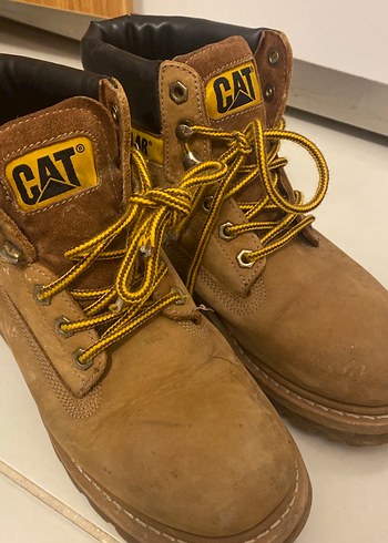 Cat 38