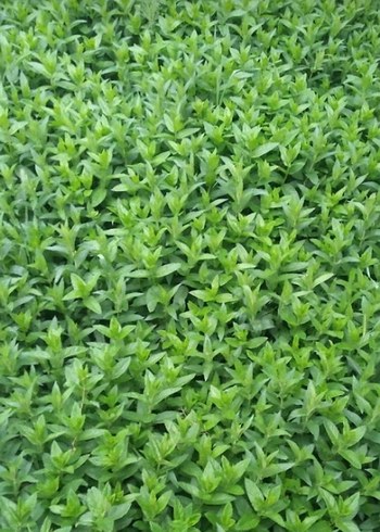 Yeşil Toz Baharat - Görsel 3