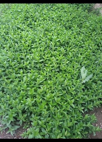 Yeşil Toz Baharat - Görsel 5