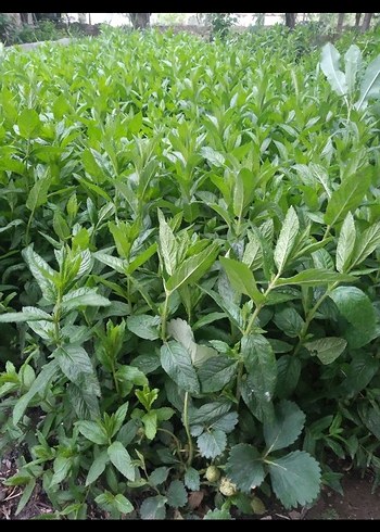 Yeşil Toz Baharat - Görsel 4