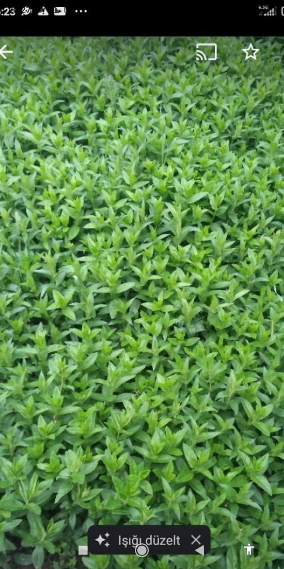 Yeşil Toz Baharat - Görsel 3