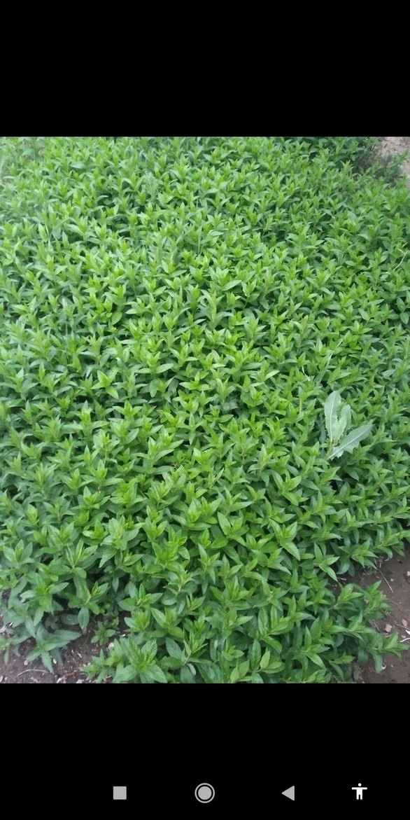 Yeşil Toz Baharat - Görsel 5