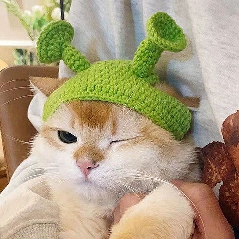 Kedi bucket şapka