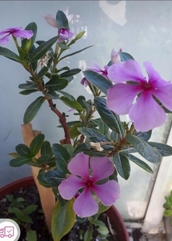 pervane cicegi - Görsel 2