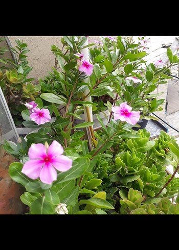 pervane cicegi - Görsel 4