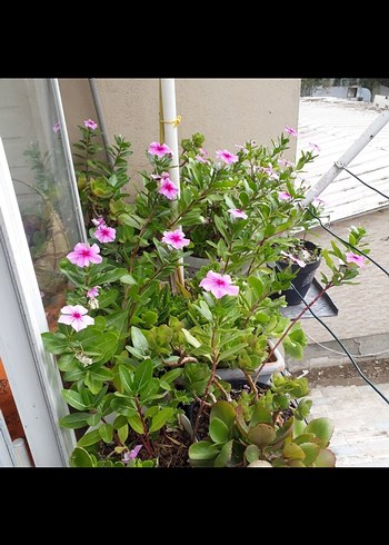 pervane cicegi - Görsel 3