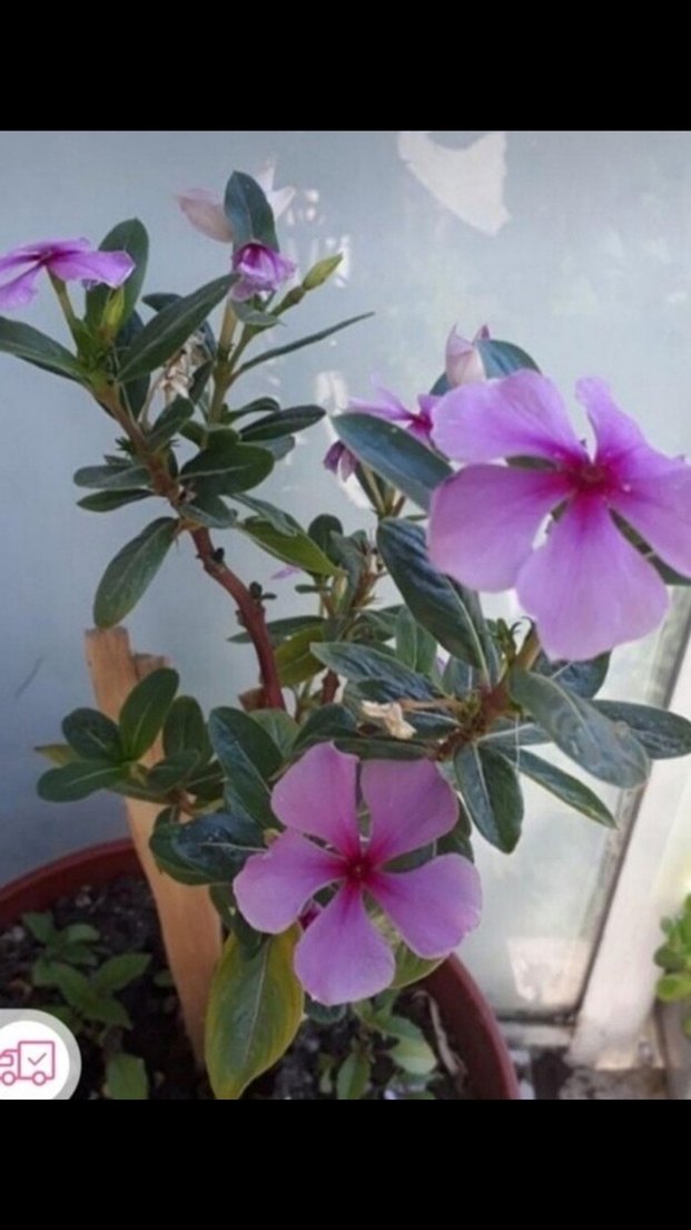 pervane cicegi - Görsel 2