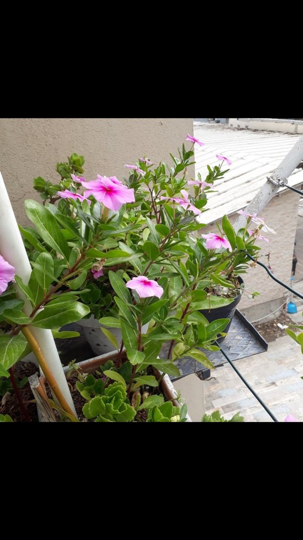 pervane cicegi - Görsel 5