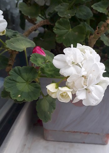 Beyaz Çiçekli Saksı Bitkisi sardunya - Görsel 4