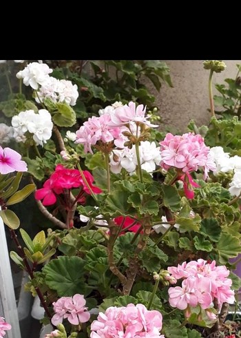 Beyaz Çiçekli Saksı Bitkisi sardunya - Görsel 2