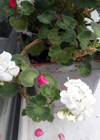 Beyaz Çiçekli Saksı Bitkisi sardunya - Görsel 5