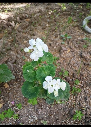 Beyaz Çiçekli Saksı Bitkisi sardunya - Görsel 3