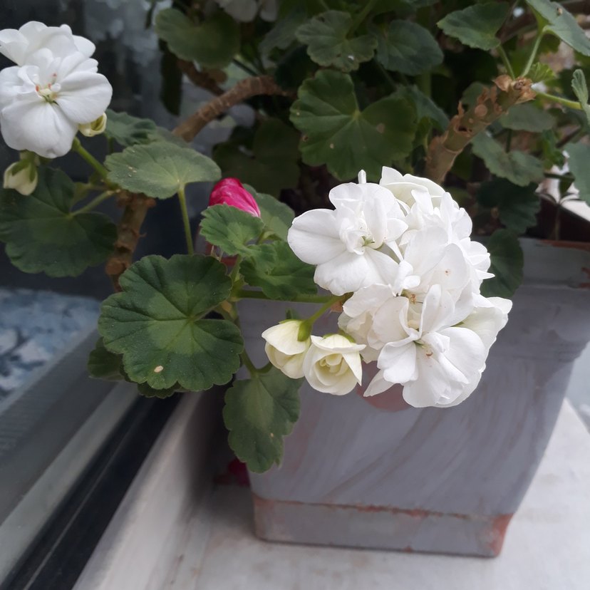 Beyaz Çiçekli Saksı Bitkisi sardunya - Görsel 4