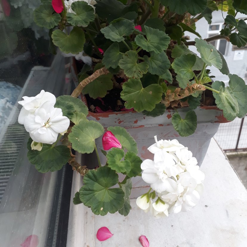 Beyaz Çiçekli Saksı Bitkisi sardunya - Görsel 5