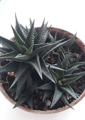 Sukulent - Görsel 5