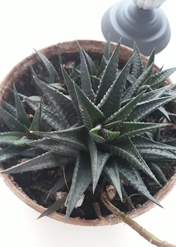 Sukulent - Görsel 3