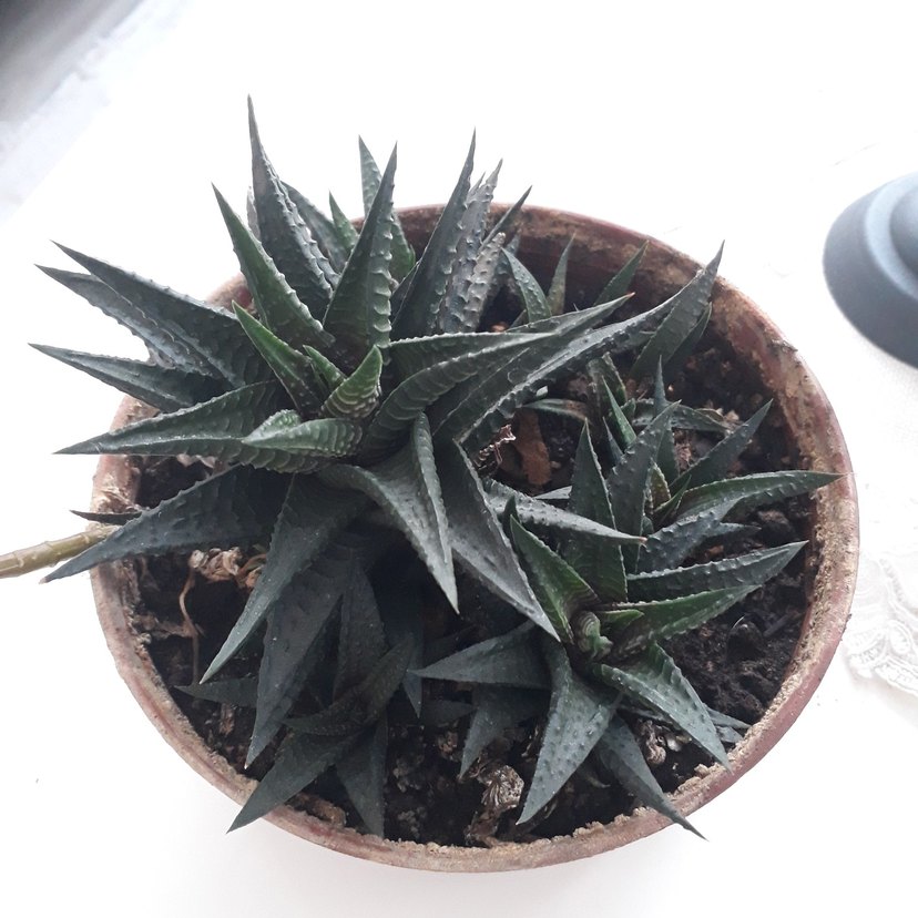 Sukulent - Görsel 5