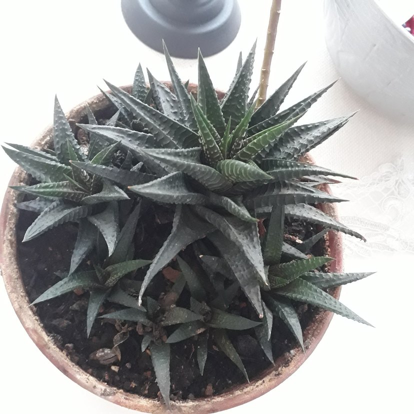 Sukulent - Görsel 4