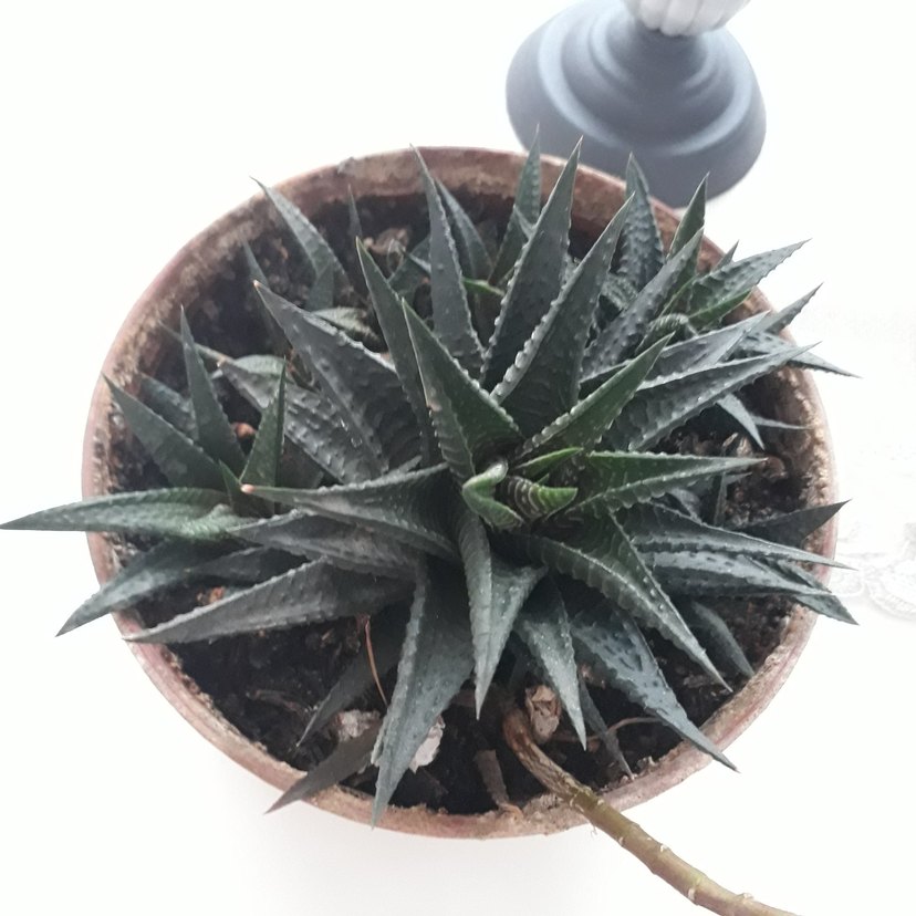 Sukulent - Görsel 3