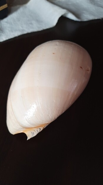 Diğer Deniz kabuğu
