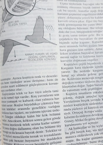 Temel britannica - Görsel 4