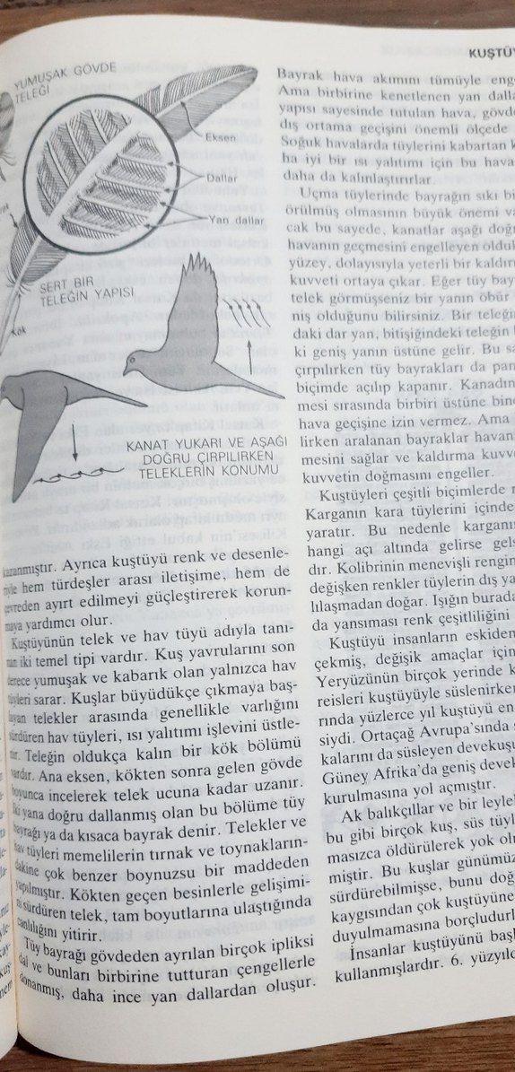 Temel britannica - Görsel 4