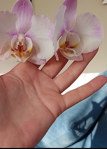 Diğer Özel tür phalaenopsis orkide