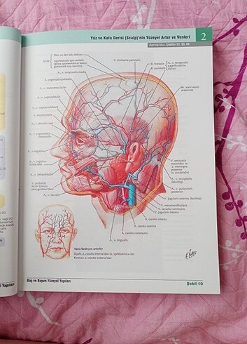  Beden Netter insan anatomisi atlası 