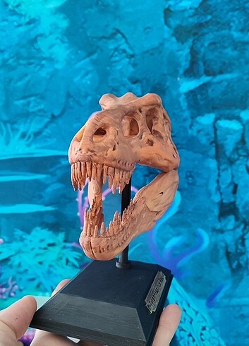  Tyrannosaurus Rex kafa iskeleti