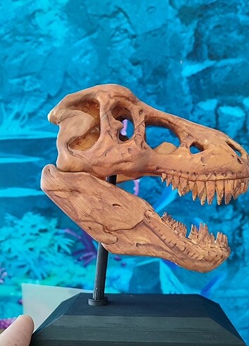  Beden Tyrannosaurus Rex kafa iskeleti
