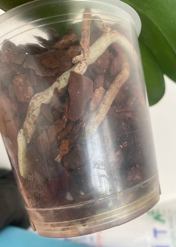 Yoğun kokulu scantion - Görsel 3