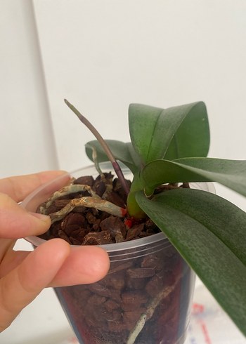 Yoğun kokulu scantion - Görsel 2