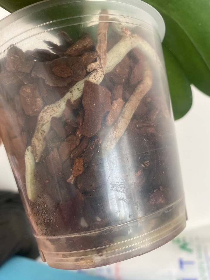 Yoğun kokulu scantion - Görsel 3