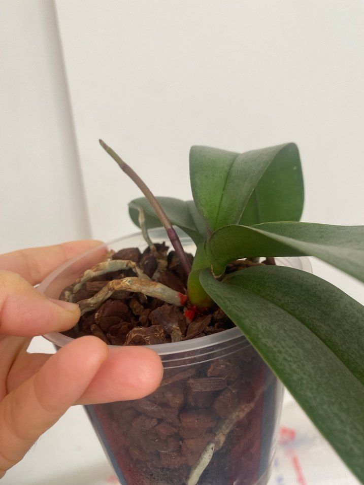 Yoğun kokulu scantion - Görsel 2