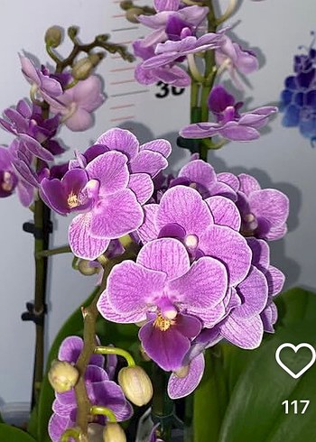 Beden yeşil Renk Violet queen yavrusu
