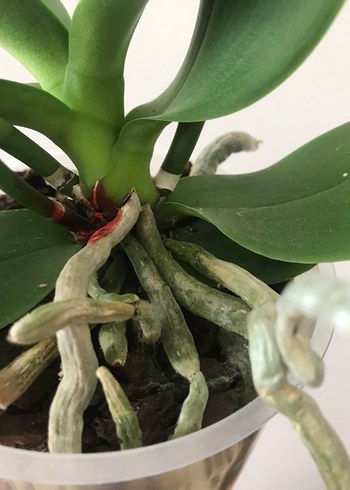 Beden yeşil Renk Özel tür multiflora (çiçeksiz)