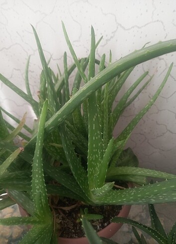 Diğer Aloevera bitkisi canlı