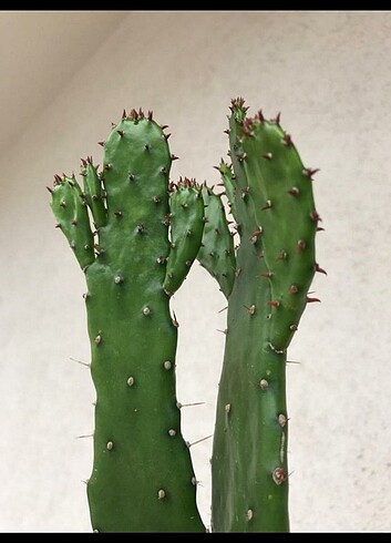 Kaktüs 