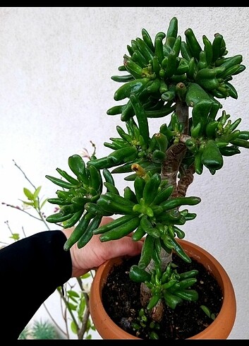 Şrek bonsai ağacı