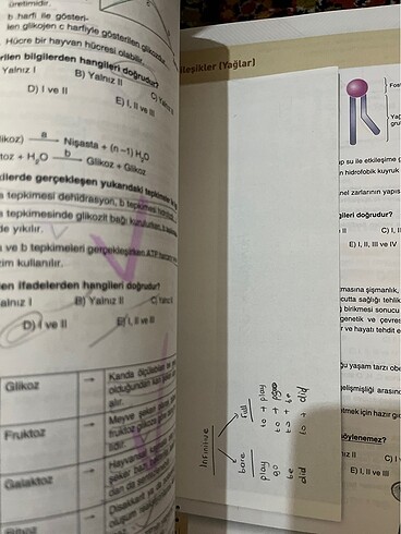  Beden Renk Biyoloji