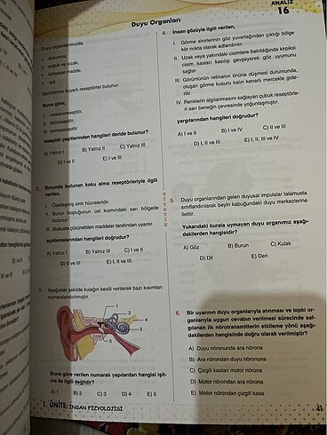  Beden Renk Biyoloji