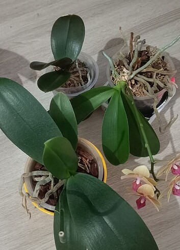 Orkide 
