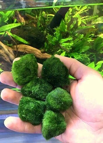 Marimo Moss Ball Şans Yosunu 2 adettir 