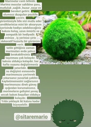 Marimo Moss Ball Şans Yosunu 4-6 cm